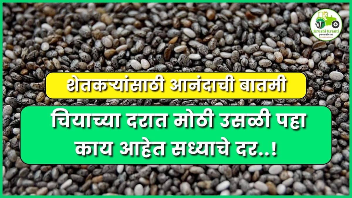 शेतकऱ्यांसाठी आनंदाची बातमी, चियाच्या दरात मोठी उसळी पहा काय आहेत सध्याचे दर..!