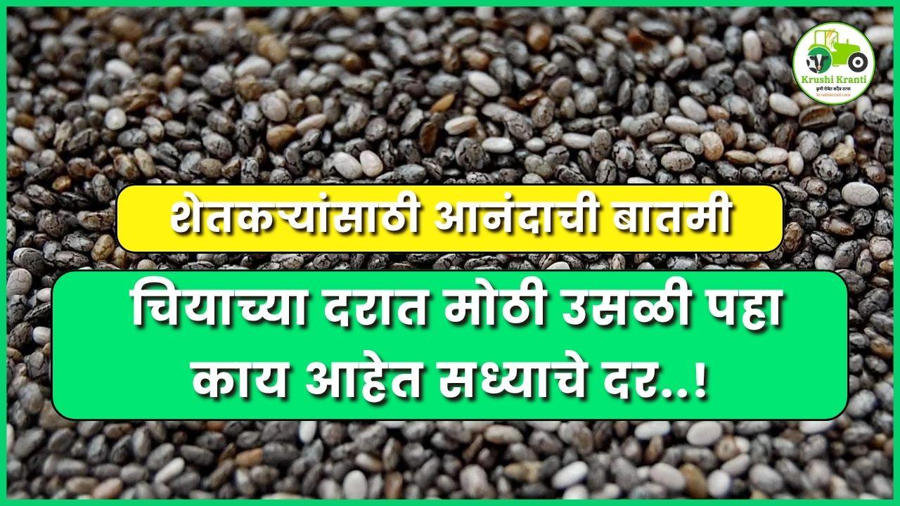 शेतकऱ्यांसाठी आनंदाची बातमी, चियाच्या दरात मोठी उसळी पहा काय आहेत सध्याचे दर..!