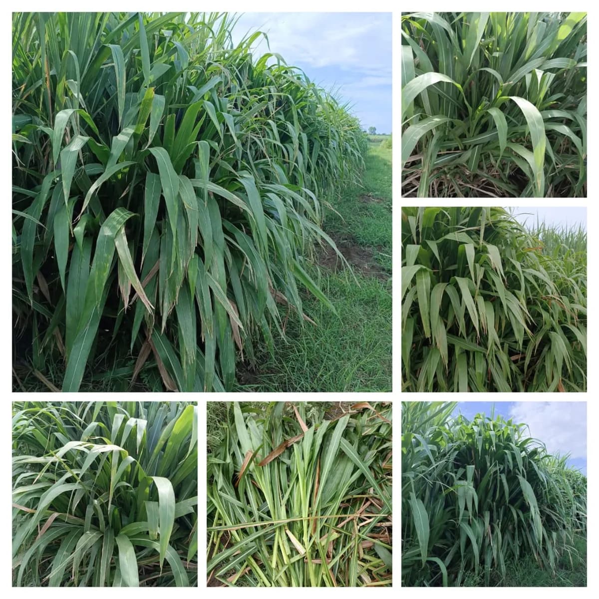 प्रोटीनयुक्त विदेशी चारा बियाणे उपलब्ध!