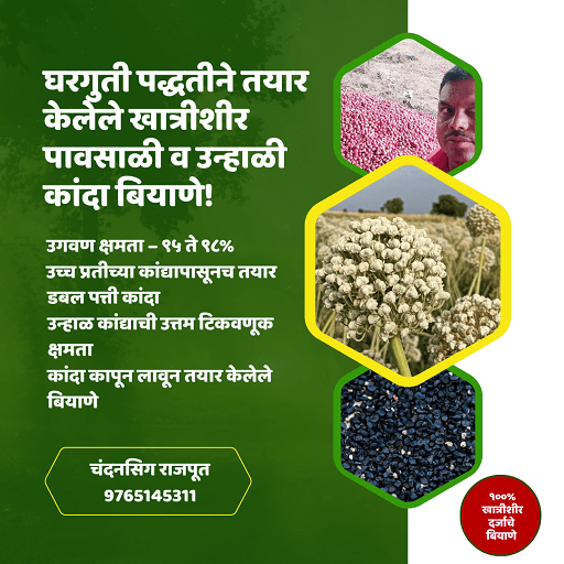 खात्रीशीर घरगुती कांदा बियाणे उपलब्ध!