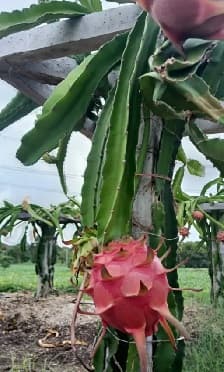 ड्रॅगन फ्रूट विकणे आहे