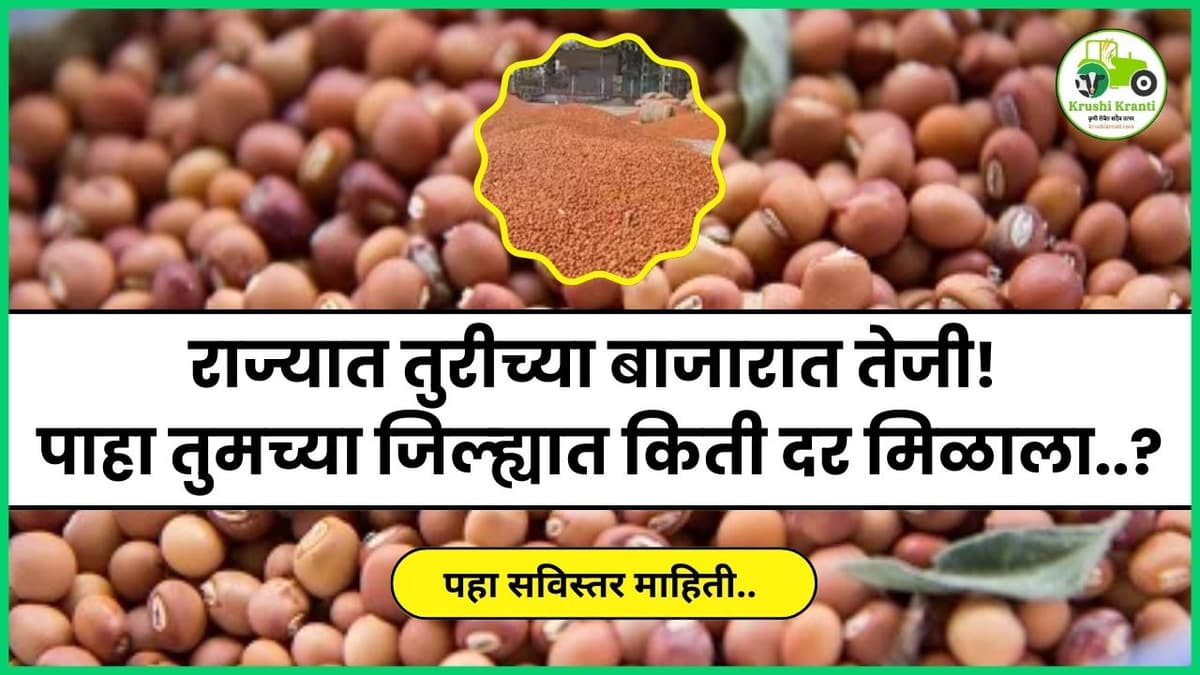 राज्यात तुरीच्या बाजारात तेजी! पाहा तुमच्या जिल्ह्यात किती दर मिळाला..?