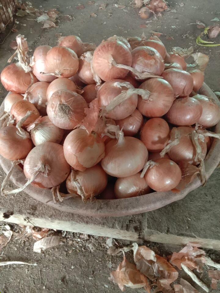 कांदा विकणे आहे