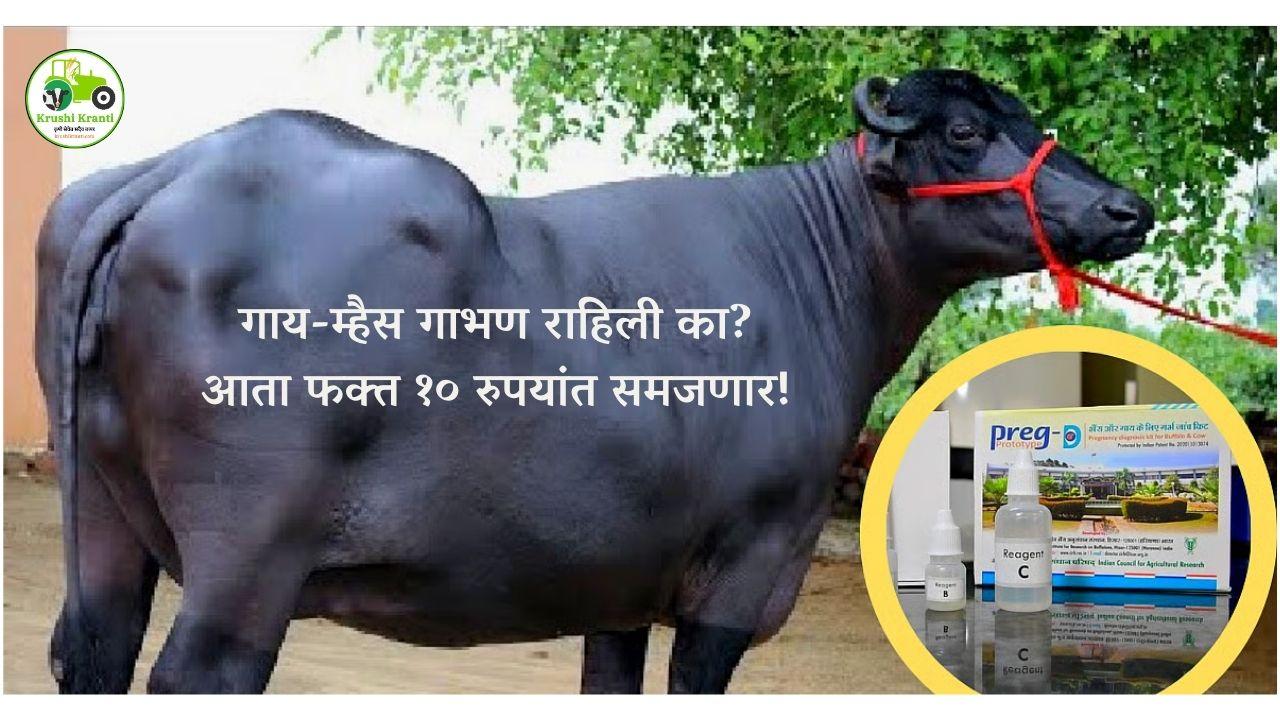 गाय-म्हैस गाभण राहिली का? आता फक्त १० रुपयांत समजणार!