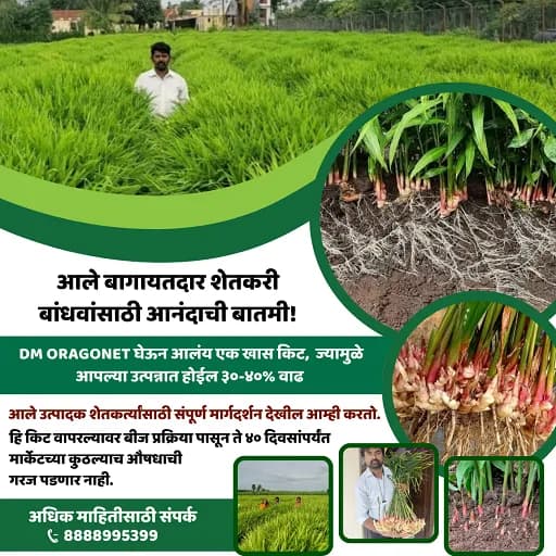  हळद व आले बागायतदार शेतकरी बांधवांसाठी आनंदाची बातमी!