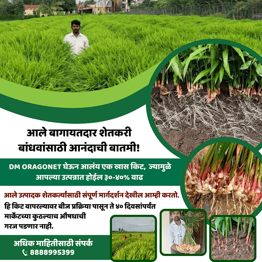 आले बागायतदार शेतकरी बांधवांसाठी आनंदाची बातमी!