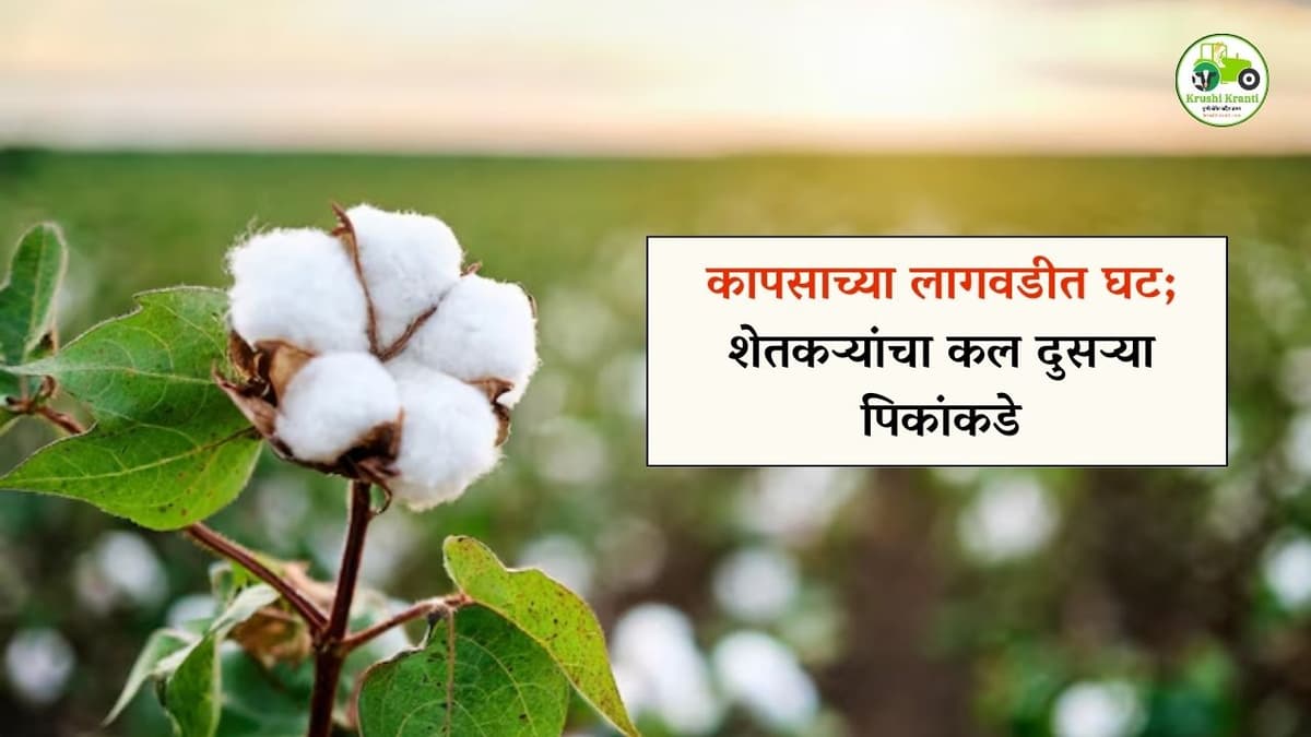 कापसाच्या लागवडीत घट; शेतकऱ्यांचा कल दुसऱ्या पिकांकडे