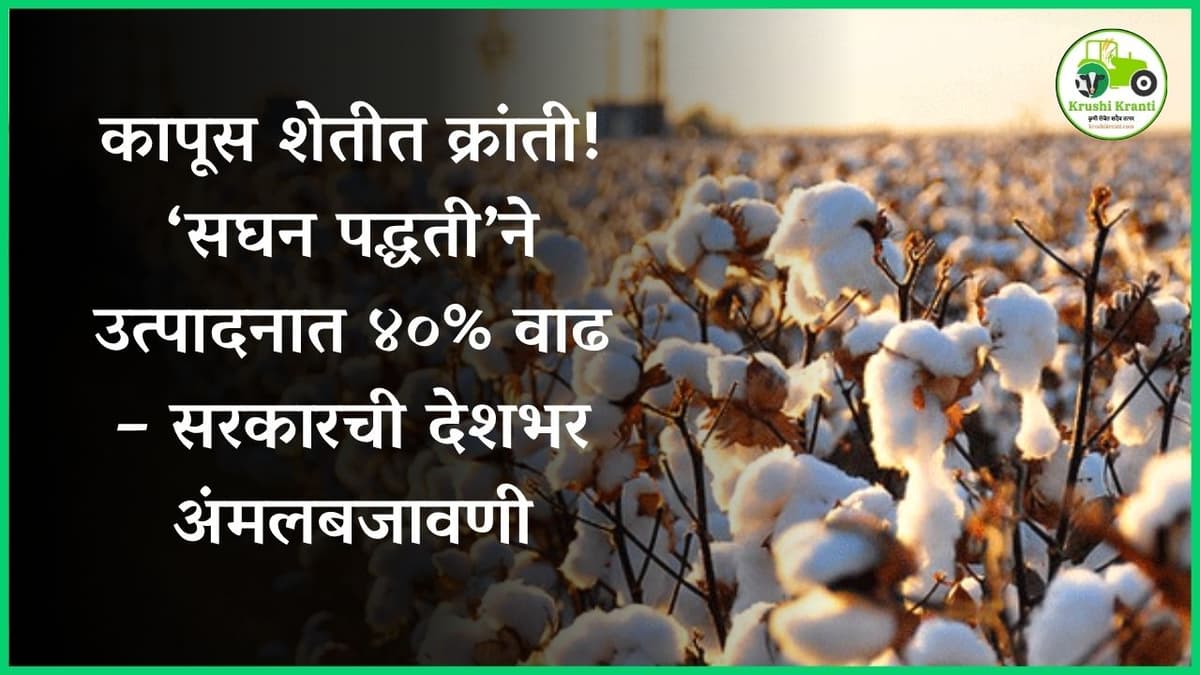 कापूस शेतीत क्रांती! ‘सघन पद्धती’ने उत्पादनात ४०% वाढ – सरकारची देशभर अंमलबजावणी