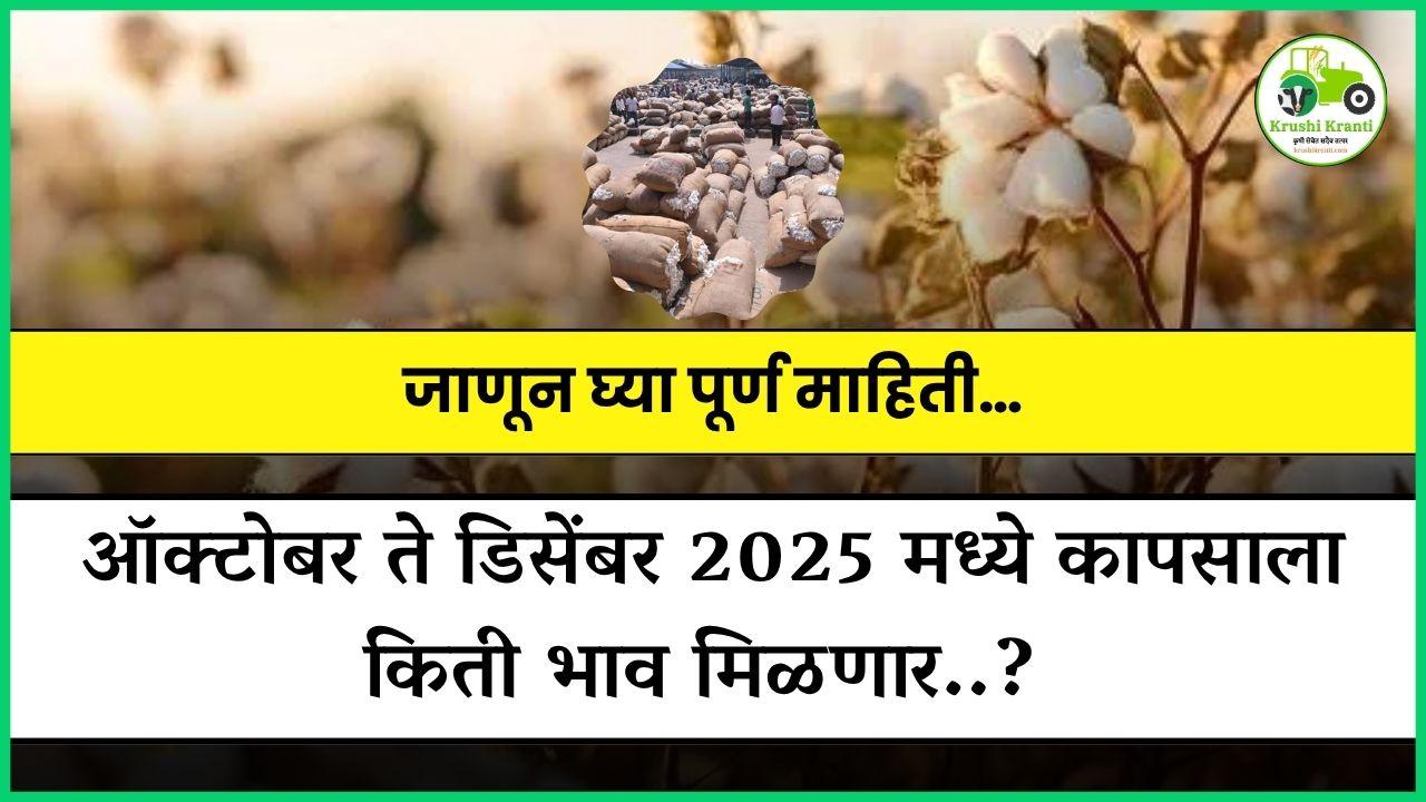 ऑक्टोबर ते डिसेंबर 2025 मध्ये कापसाला किती भाव मिळणार? जाणून घ्या पूर्ण माहिती…