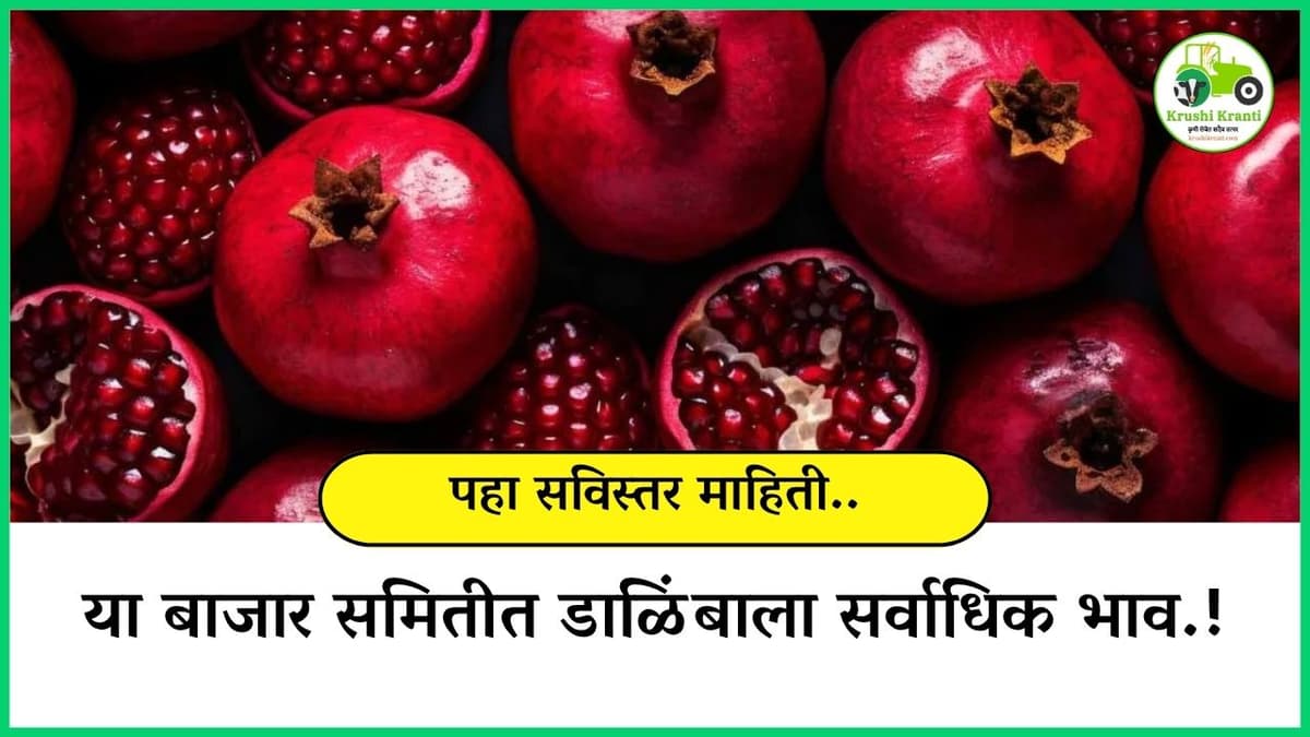 या बाजार समितीत डाळिंबाला सर्वाधिक भाव!