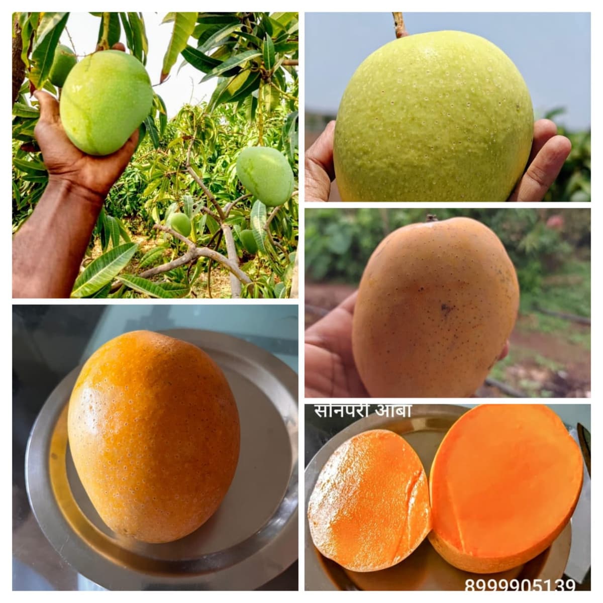 हमखास लॉटरी – सोनपरी आंबा