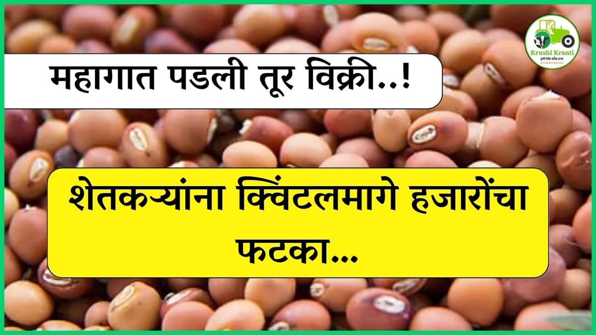 महागात पडली तूर विक्री! शेतकऱ्यांना क्विंटलमागे हजारोंचा फटका…