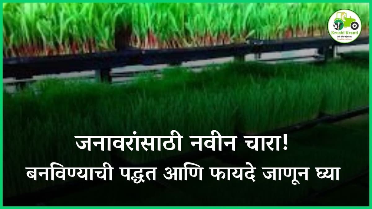 जनावरांसाठी नवीन चारा! बनविण्याची पद्धत आणि फायदे जाणून घ्या