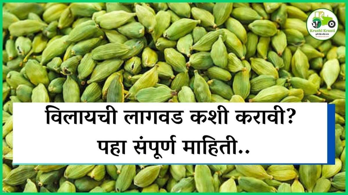 विलायची लागवड कशी करावी? पहा संपूर्ण माहिती