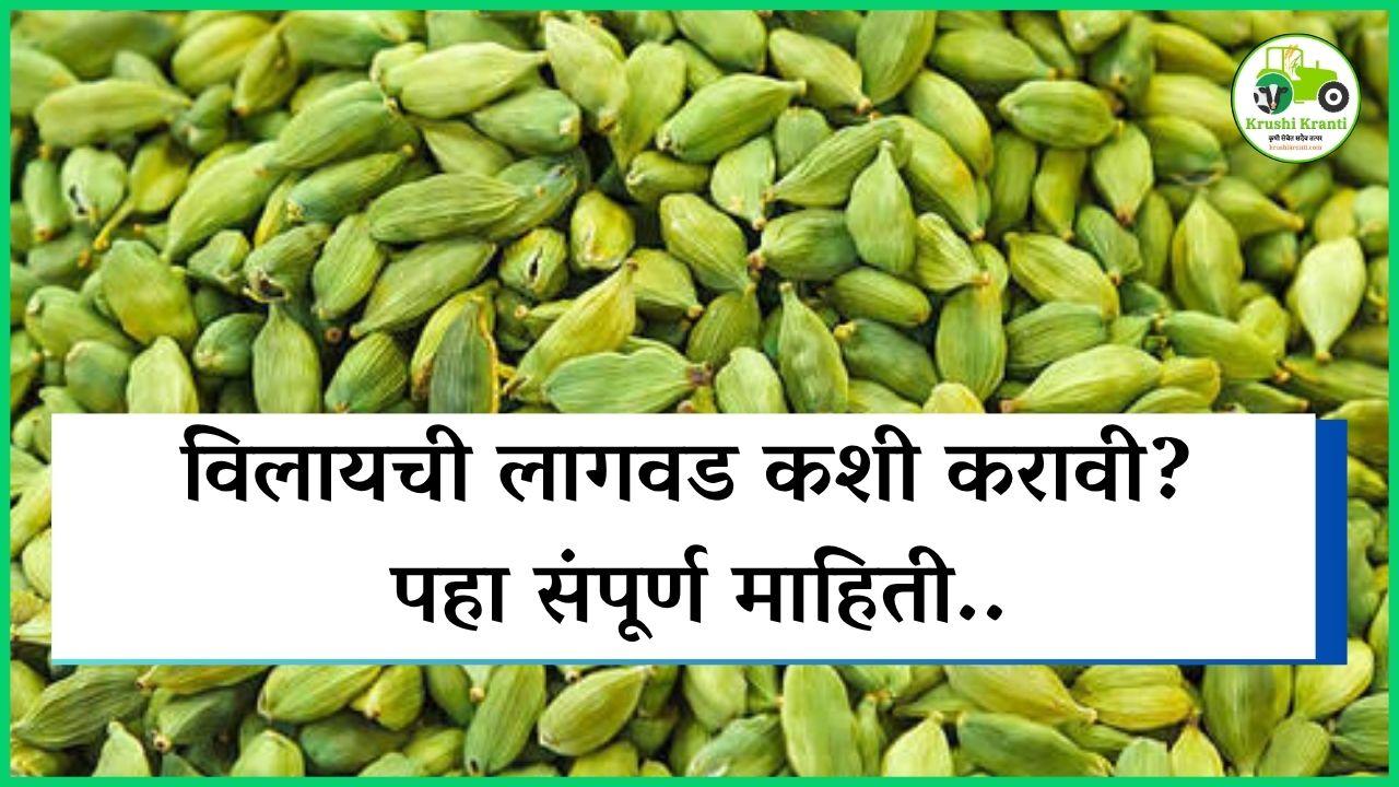 विलायची लागवड कशी करावी? पहा संपूर्ण माहिती