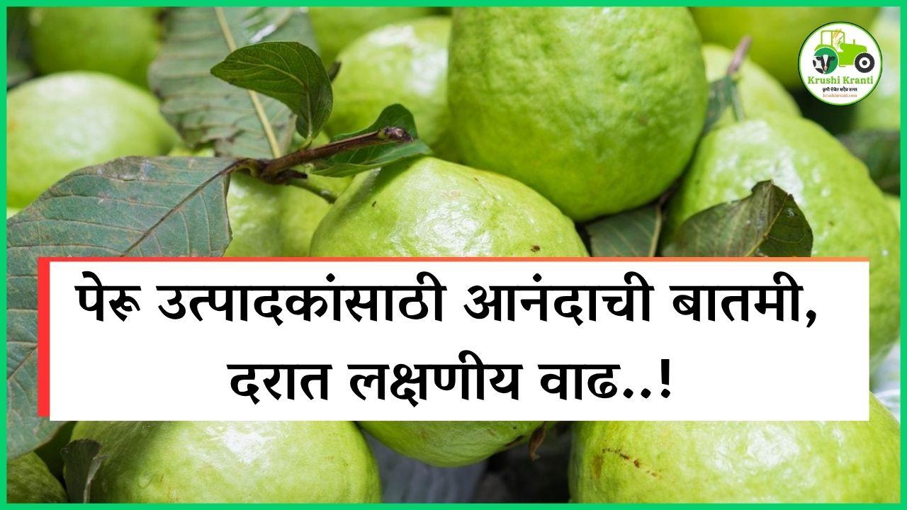 पेरू उत्पादकांसाठी आनंदाची बातमी, दरात लक्षणीय वाढ..!