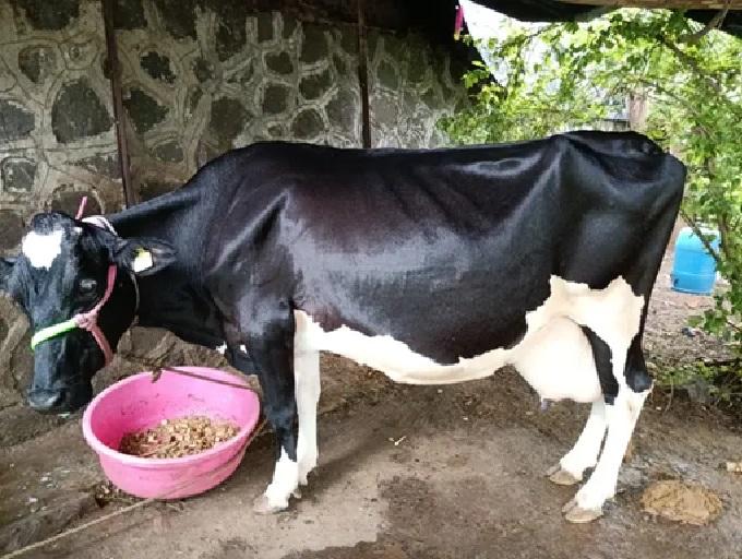गाय विकणे आहे
