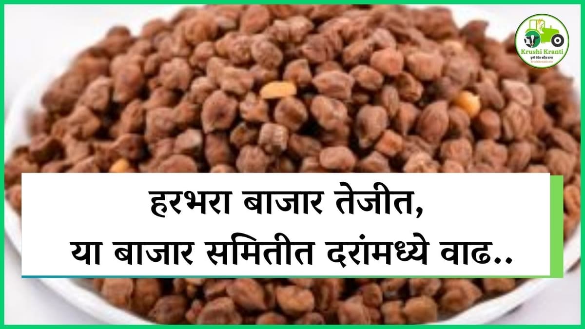 हरभरा बाजार तेजीत, या बाजार समितीत दरांमध्ये वाढ..