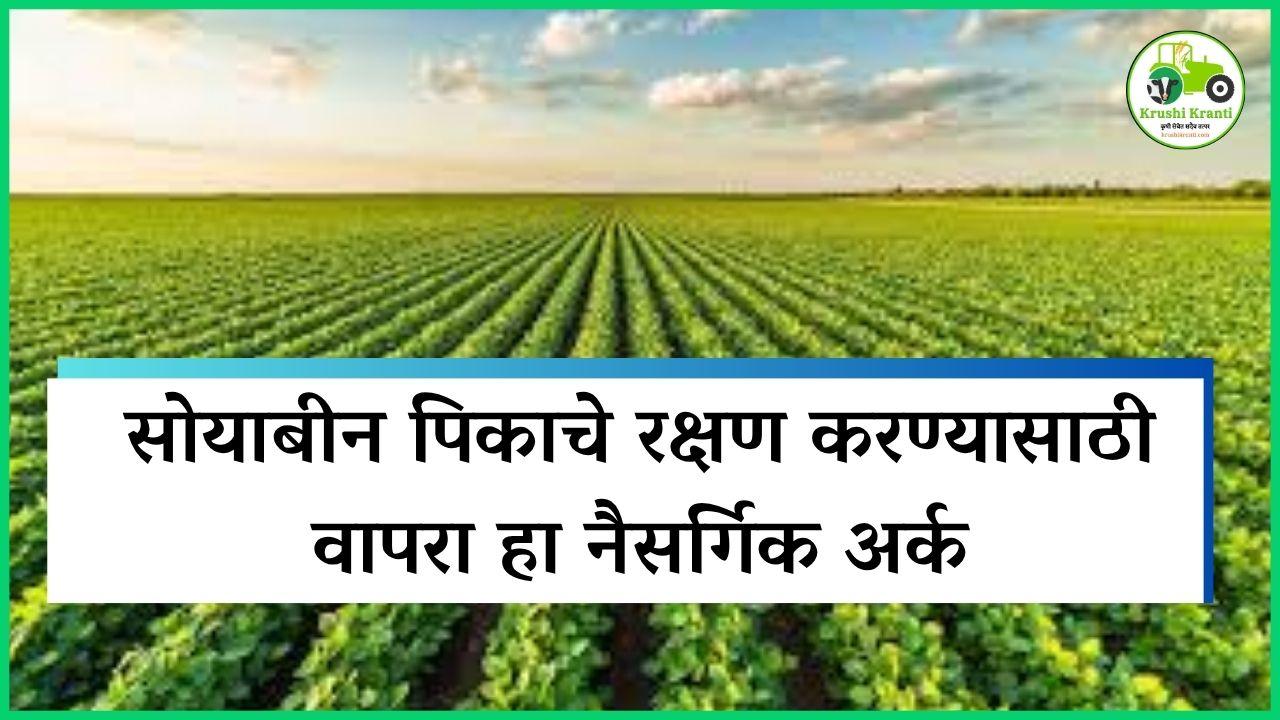 सोयाबीन पिकाचे रक्षण करण्यासाठी वापरा हा नैसर्गिक अर्क