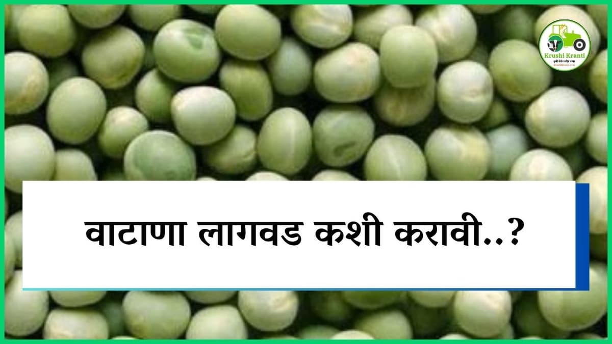 वाटाणा लागवड कशी करावी..?