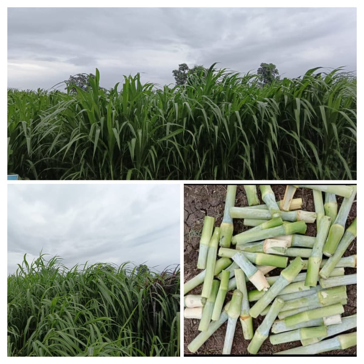 थायलंडचा हिरवा चारा 4G बुलेट सुपर नेपियर