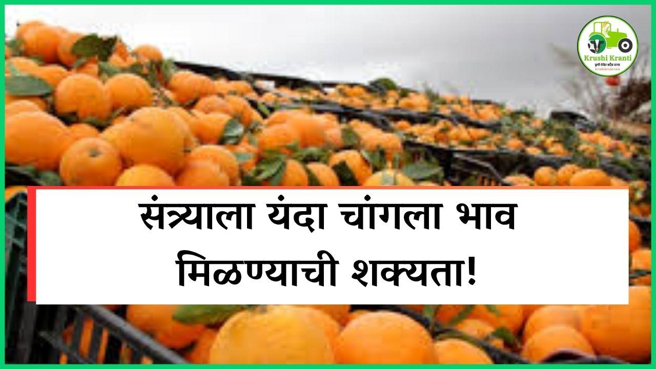 संत्र्याला यंदा चांगला भाव मिळण्याची शक्यता! व्यापाऱ्यांची मागणी वाढली
