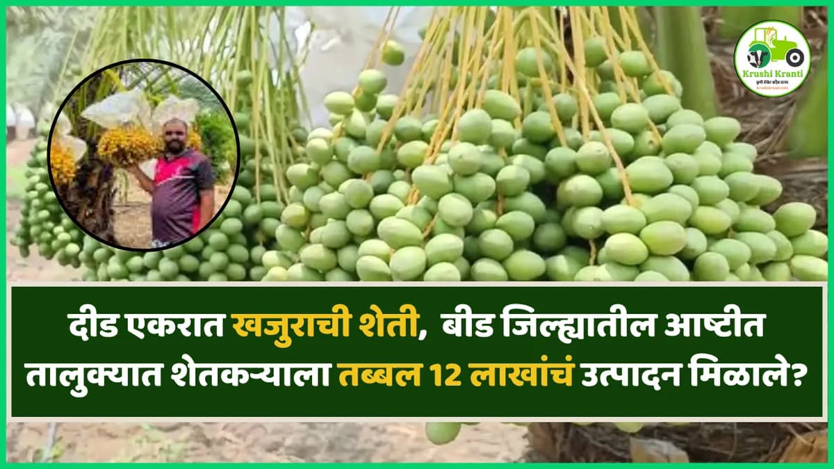दीड एकरात खजुराचा तोडा, दुष्काळी आष्टीत शेतकऱ्याला तब्बल 12 लाखांचं उत्पादन