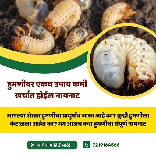 हुमणीच्या संपूर्ण नायनाटासाठी  एकच उपाय कमी खर्चात जास्त फायदा