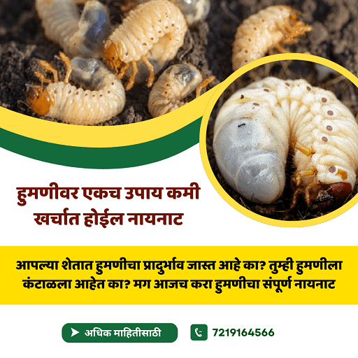 हुमणीच्या संपूर्ण नायनाटासाठी  एकच उपाय कमी खर्चात जास्त फायदा