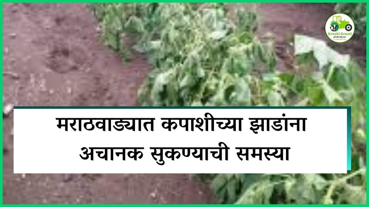 कपाशी शेतकऱ्यांनो सावध! आकस्मिक मरामुळे उत्पादन धोक्यात