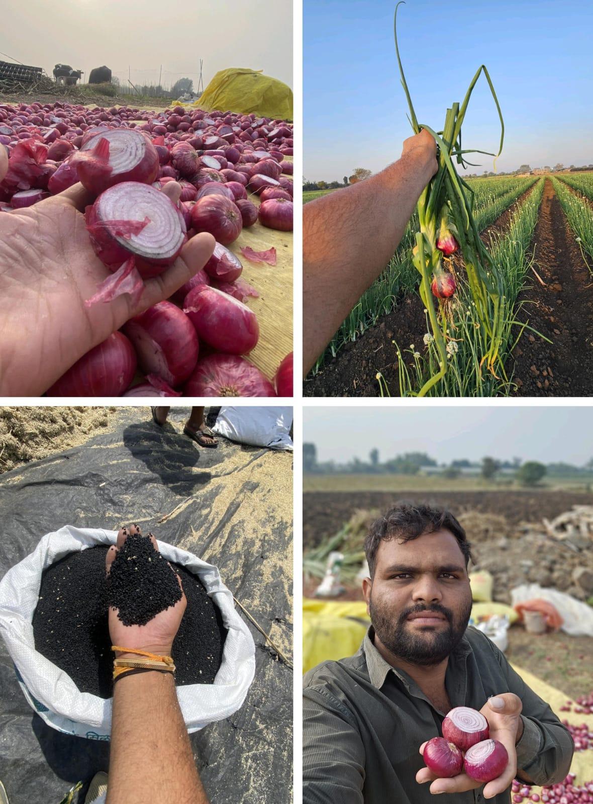 लाल व उन्हाळ कांदा बियाणे उपलब्ध! 