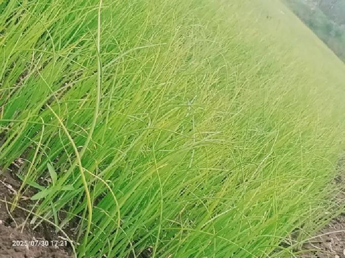 कांदा रोप विकणे आहे