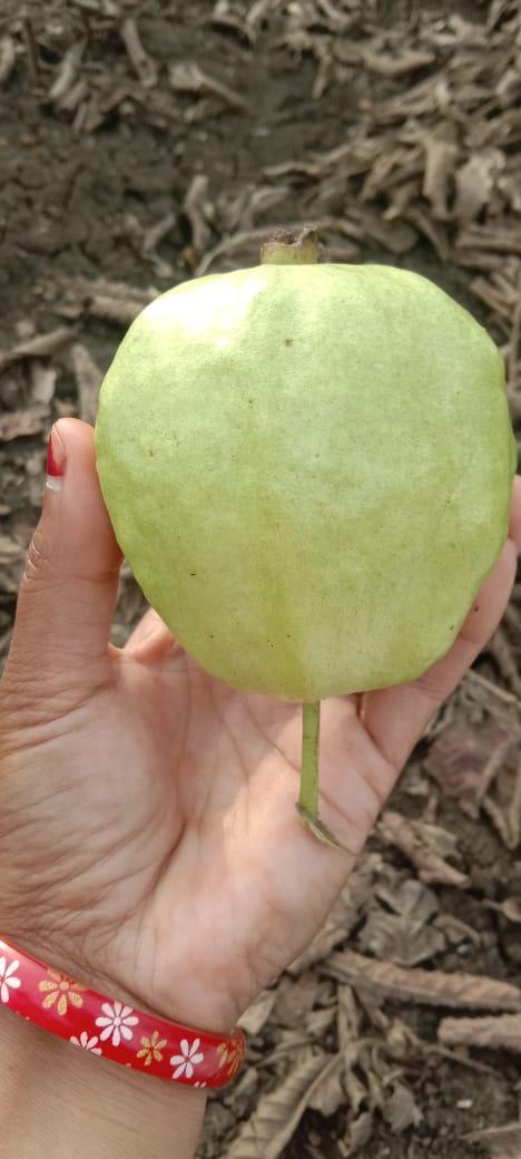 पिंक तैवान पेरू विकने आहे 