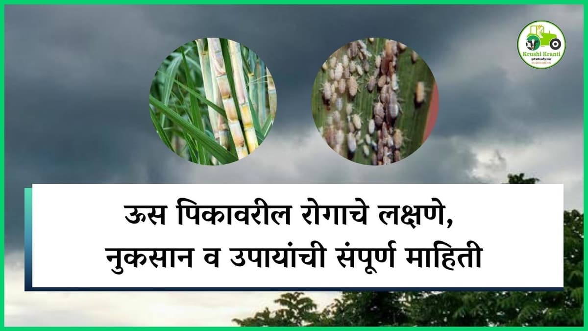 ऊस पिकावरील रोगाचे लक्षणे, नुकसान व उपायांची संपूर्ण माहिती