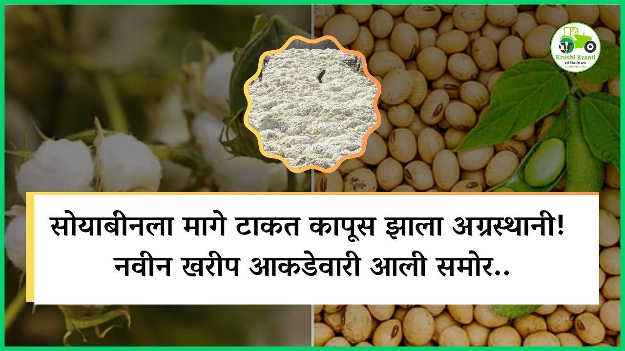 सोयाबीनला मागे टाकत कापूस झाला अग्रस्थानी! नवीन खरीप आकडेवारी आली समोर..