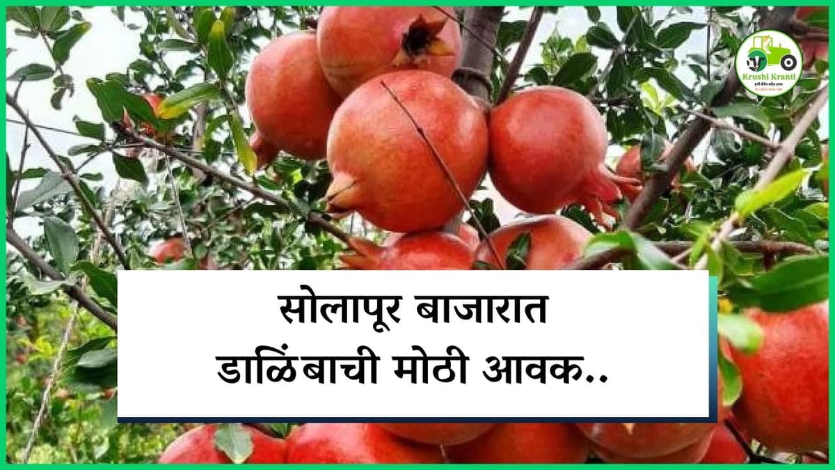 सोलापूर बाजारात डाळिंबाची मोठी आवक..