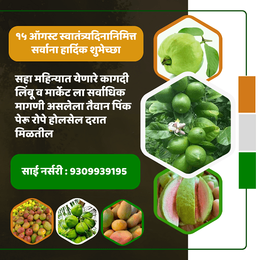 श्री साई नर्सरी