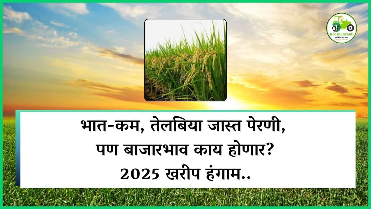 भात-कम, तेलबिया जास्त पेरणी, पण बाजारभाव काय होणार? 2025 खरीप हंगाम..