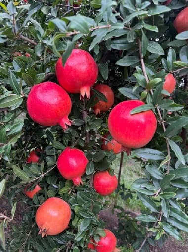 डाळिंब विकणे आहे 