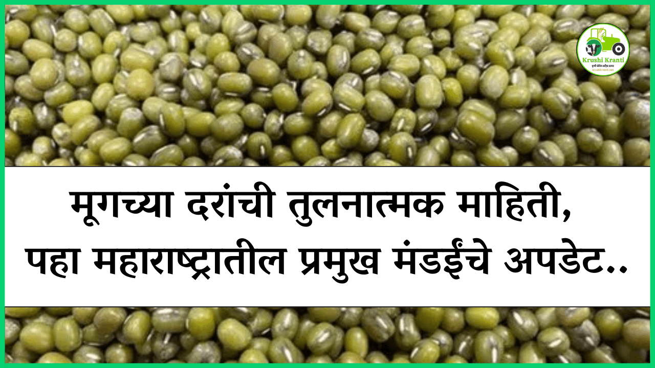 मूग दरांची तुलनात्मक माहिती, पहा महाराष्ट्रातील प्रमुख मंडईंचे अपडेट..