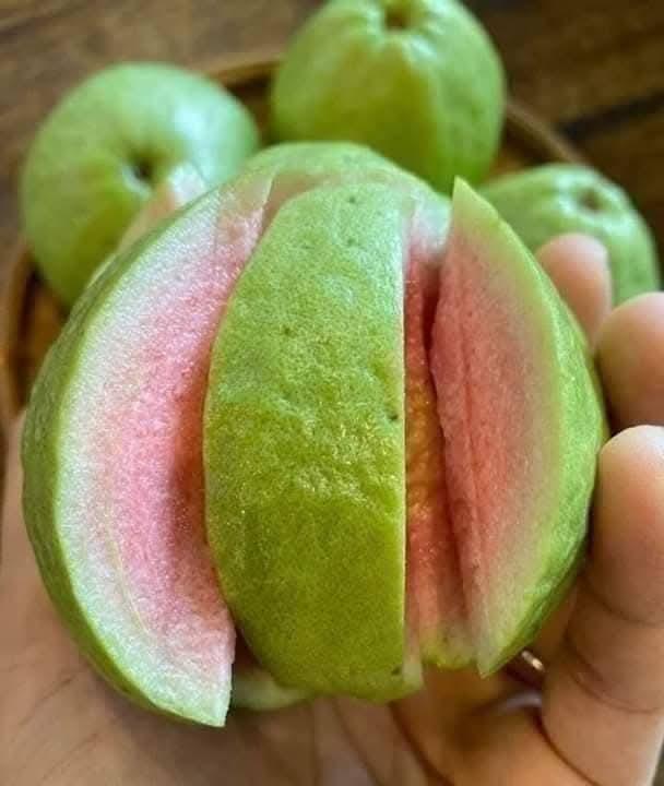 होलसेल मध्ये तैवान पिंक पेरू रोपे मिळतील