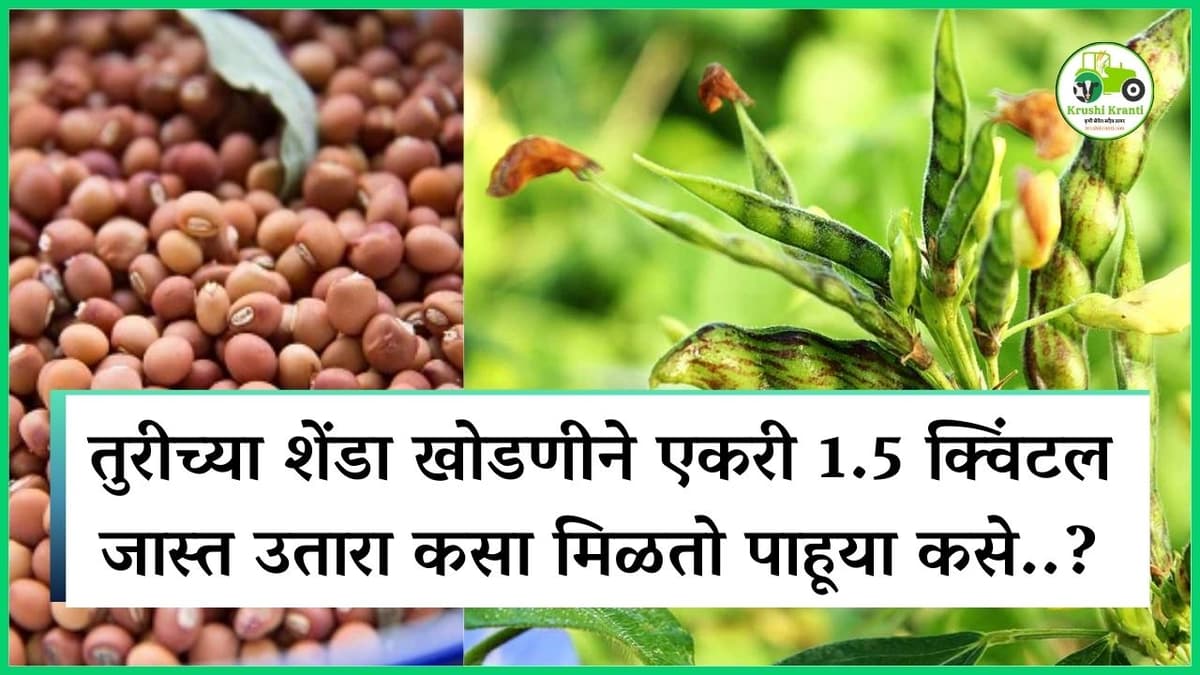तुरीच्या शेंडा खोडणीने एकरी 1.5 क्विंटल जास्त उतारा कसा मिळतो पाहूया कसे..?