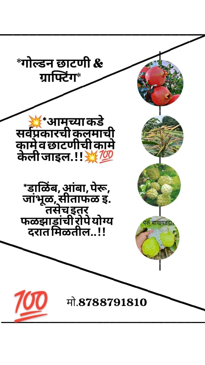 गोल्डन छाटणी व ग्राफ्टिंग करून मिळेल
