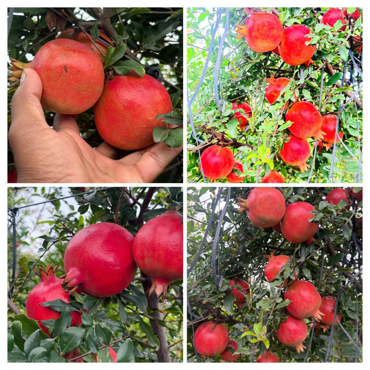 डाळिंब विकणे आहे