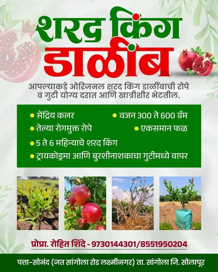 शरद किंग डाळिंब रोपे मिळतील