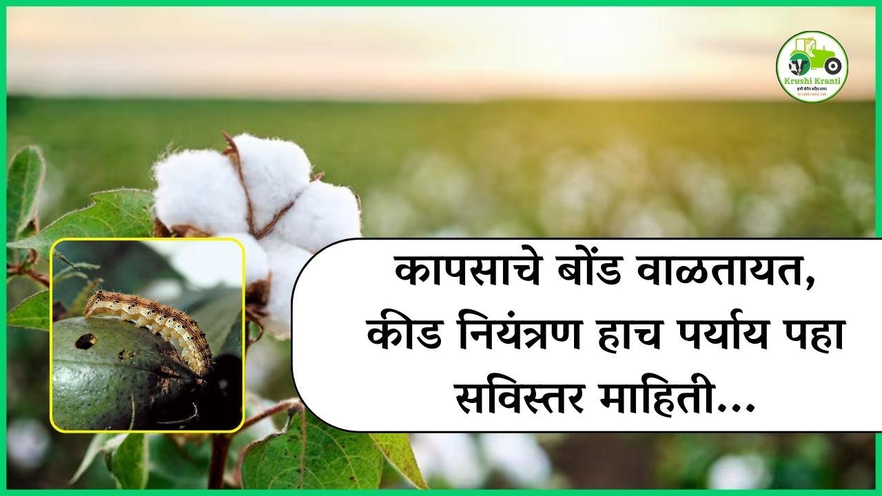 कापसाचे बोंड वाळतायत, कीड नियंत्रण हाच पर्याय पहा सविस्तर माहिती...