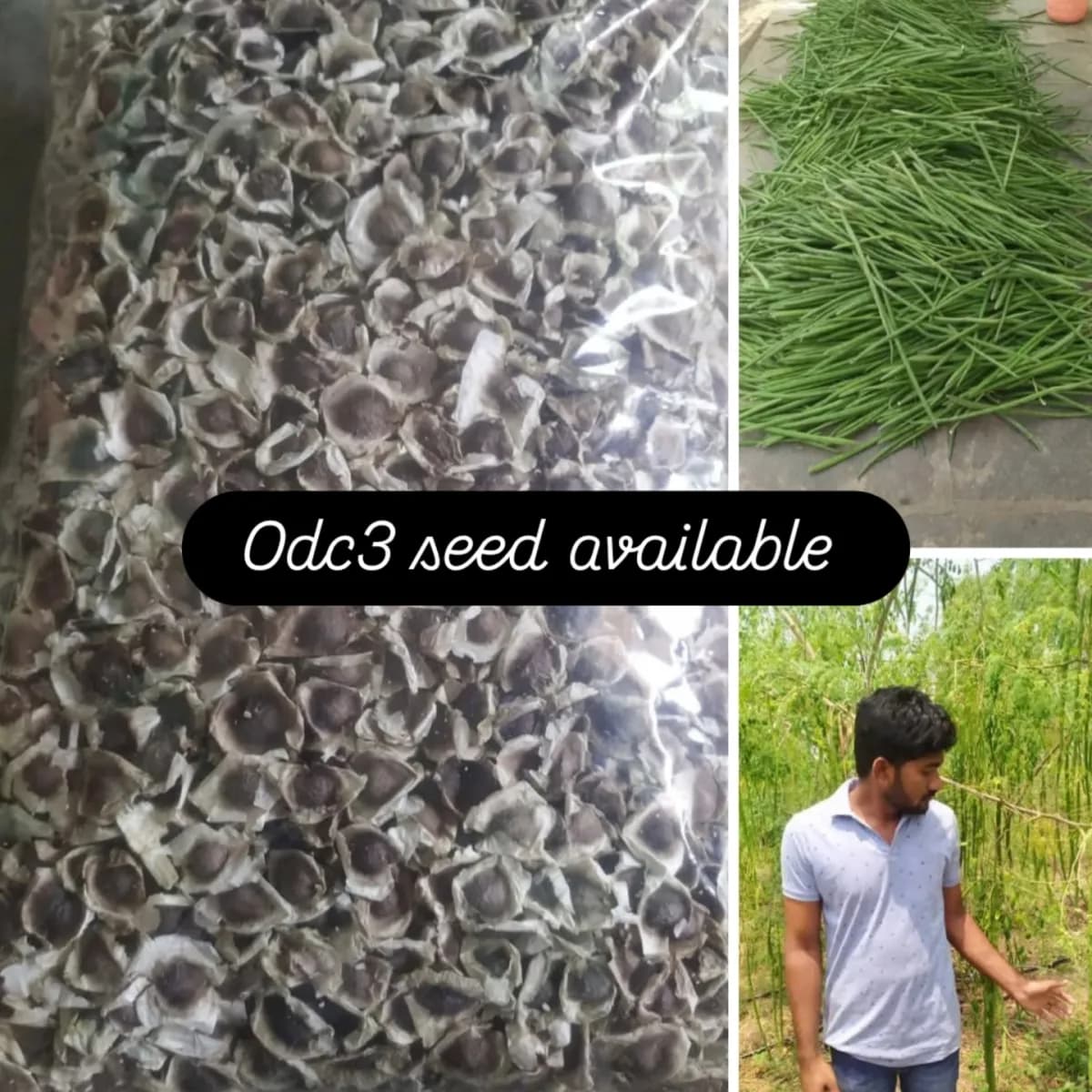 ODC 3 शेवगा बियाणे