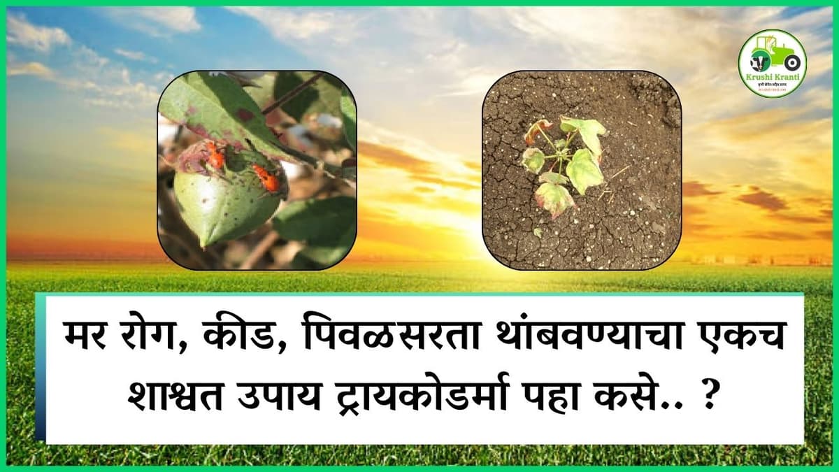 मर रोग, कीड, पिवळसरता थांबवण्याचा एकच शाश्वत उपाय ट्रायकोडर्मा पहा कसे.. ?