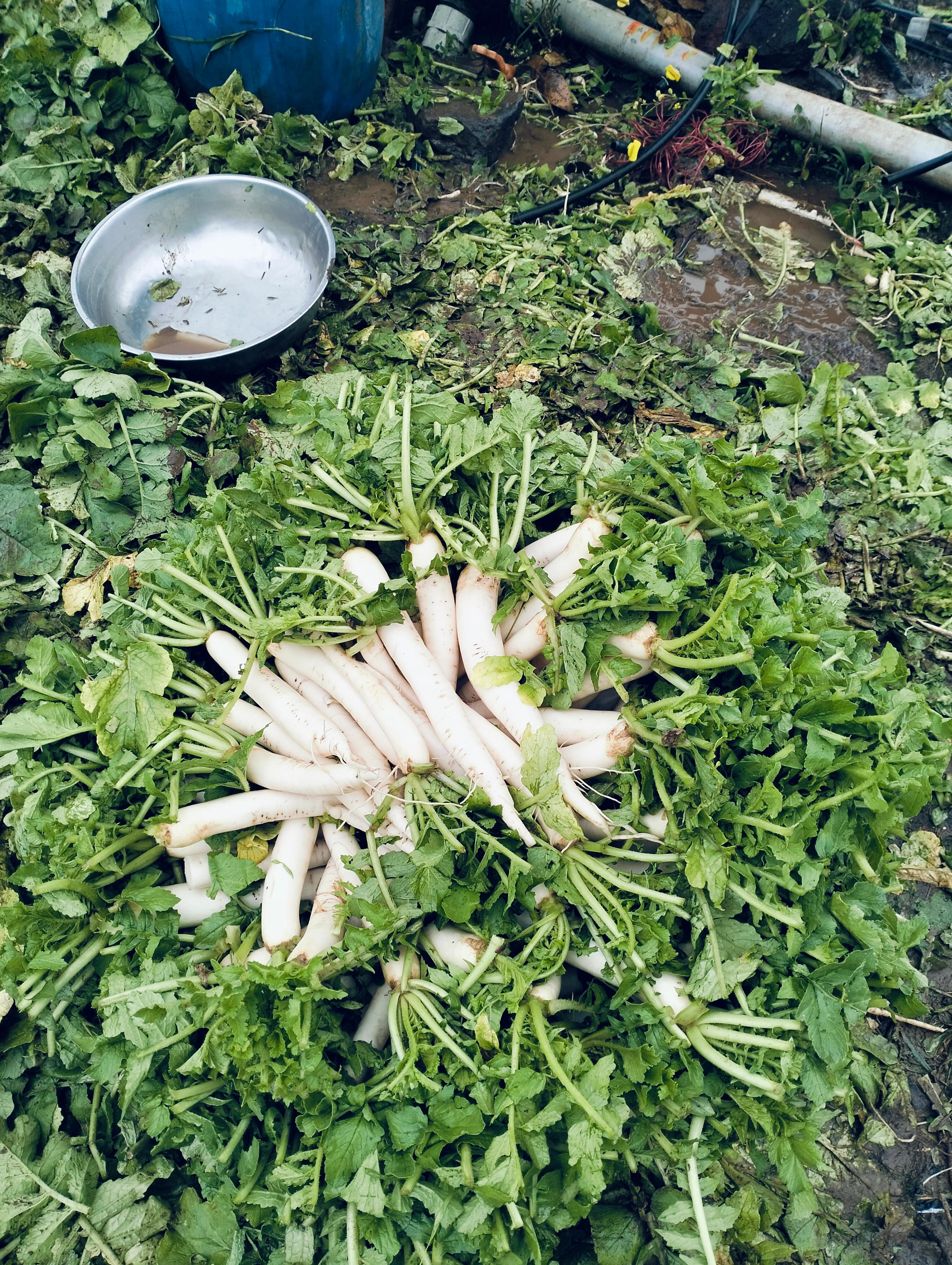 मुळे विकणे आहे