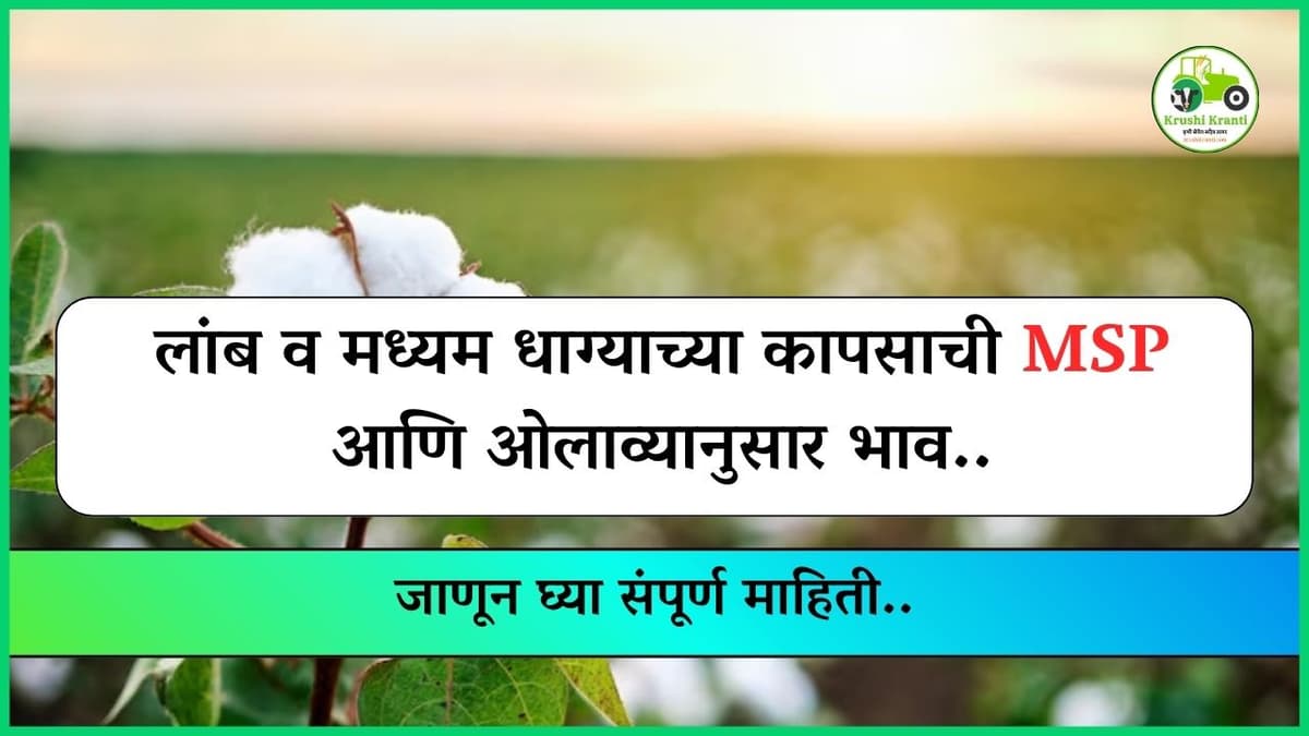 लांब व मध्यम धाग्याच्या कापसाची MSP आणि ओलाव्यानुसार भाव, जाणून घ्या संपूर्ण माहिती..